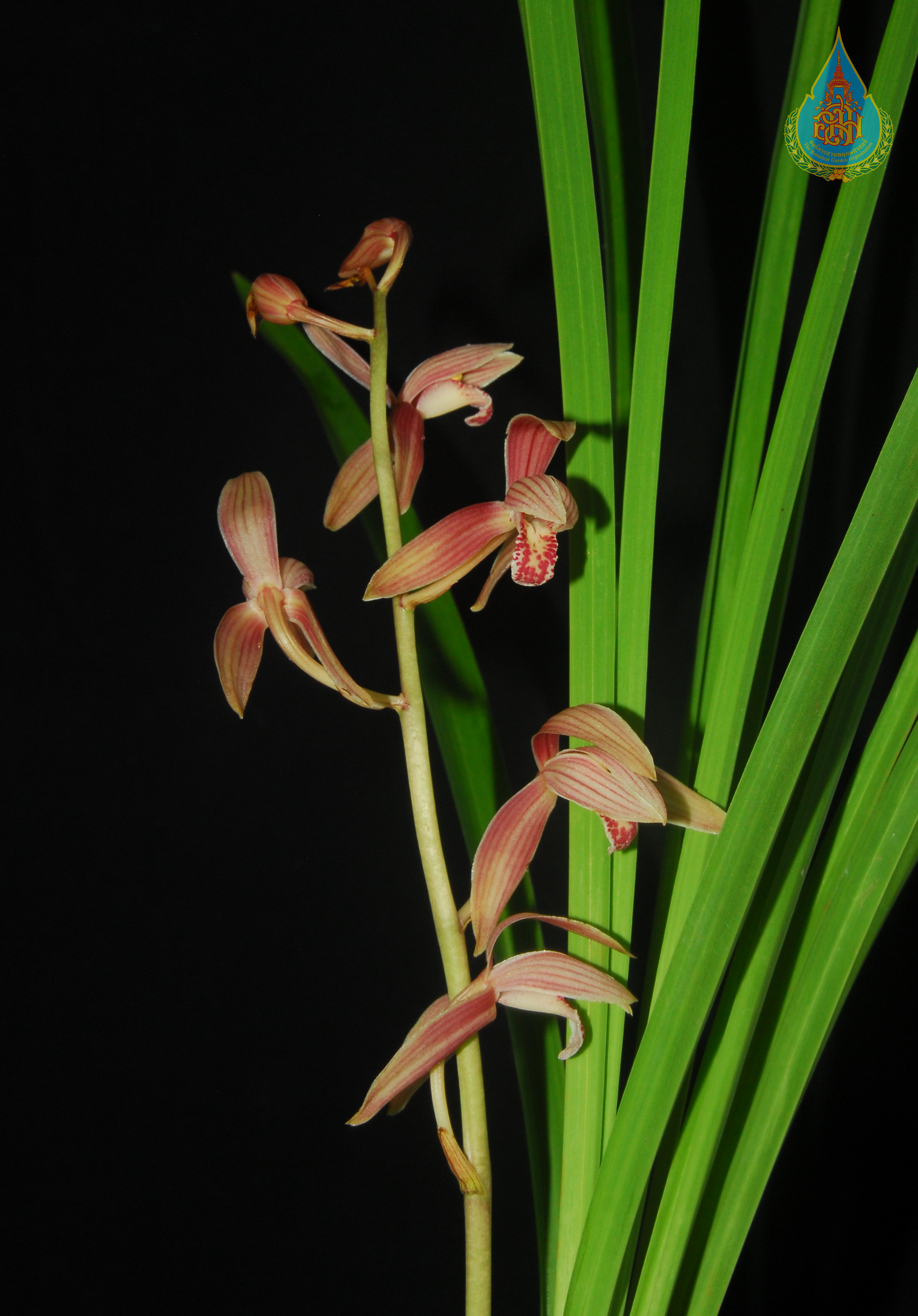 จุฬารัตน์ Cymbidium cyperifolium Wall. ex Lindl. subsp. indochinense Du Puy & P.J.Cribb<br/>ORCHIDACEAE
